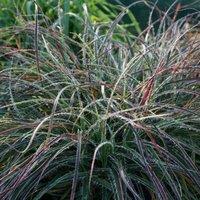 Plant Theory Snowy Woodrush Grass Luzula Nivea Outdoor Ornamental Plant 2L Pot in Green