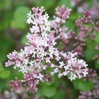 Plant Theory Palibin Korean Lilac Outdoor Shrub Plant Syringa Meyeri 2L Pot in Green
