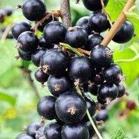 Plant Theory Blackcurrant Ben Sarek Fruit Bush Ribes Fruiting Shrub Plant 3L Pot in Green