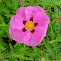 Plant Theory Rock Rose Outdoor Shrub Plant Cistus x Purpureus 2L Pot in Green
