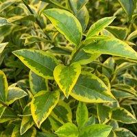 Plant Theory Aureum Oval Leaf Privet Shrub Plant Ligustrum Ovalifolium 2L Pot in Green