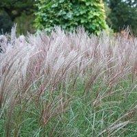 Plant Theory Kleine Silberspinne Chinese Silver Grass Miscanthus Sinensis Outdoor Plant 2L in Green