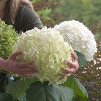 Plant Theory Incrediball Sevenbark Outdoor Shrub Plant Hydrangea Arborescens 3L Pot in Green