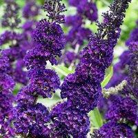 Plant Theory Black Knight Butterfly Bush Shrub Plant Buddleja Davidii 2L Pot in Green