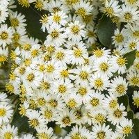 Plant Theory Daisy Bush Outdoor Shrub Plant Olearia x Haastii 2L Pot in Green