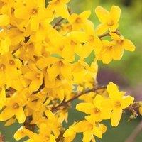 Plant Theory Week End Forsythia Outdoor Shrub Plant Forsythia x Intermedia 2L Pot in Green