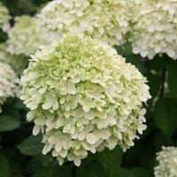 Plant Theory Limelight Outdoor Shrub Plant Hydrangea Paniculata Flowering Plants 2L Pot in Green