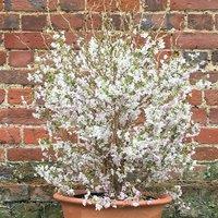 Plant Theory Kojo-No-Mai Fuji Cherry Outdoor Shrub Plant Prunus Incisa 2L Pot in Green