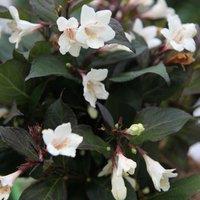 Plant Theory Ebony & Ivory Outdoor Shrub Plant Weigela Flowering Garden Plants 2L Pot in Green