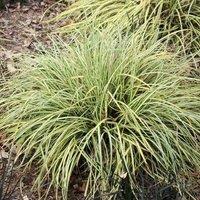 Plant Theory Evergold Japanese Sedge Grass Carex Oshimensis Outdoor Ornamental Plant 2L Pot in Green