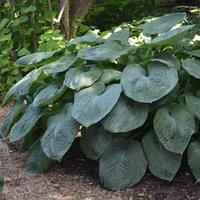 Plant Theory Giant Blue Hosta Perennials Flowering Plants Hosta Sieboldiana Elegans 2L Pot in Green