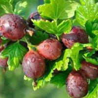 Plant Theory Gooseberry Hinnonmki Rd Fruit Bush Ribes Fruiting Berry Shrub Plant 3L Pot in Green