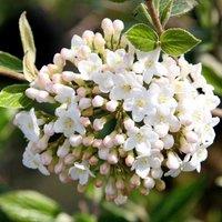 Plant Theory Outdoor Shrub Plant Viburnum x Burkwoodii Flowering Garden Plants 2L Pot in Green