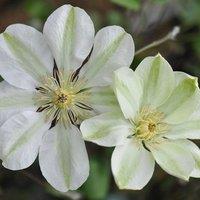 Plant Theory Clematis Guernsey Cream White Flowering Vine Climbing Plant 60cm Cane 3L Pot