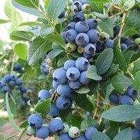Plant Theory Blueberry Bluecrop Fruit Bush Berry Shrub Mid Season Fruiting Plant 2L Pot in Green