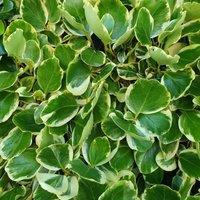 Plant Theory Variegata New Zealand Privet Shrub Plant Griselinia Littoralis 2L Pot in Green