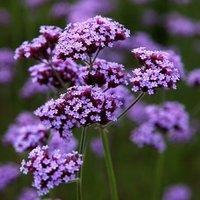 Plant Theory Perennials Flowering Plants Verbena Bonariensis 2L Pot in Green