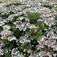 Plant Theory Lanarth White Outdoor Shrub Plant Hydrangea Macrophylla 2L Pot in Green