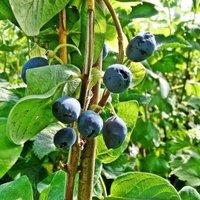 Plant Theory Honeysuckle Honeyberry Boreal Beauty Fruit Bush Lonicera Shrub Plant 3L Pot in Green