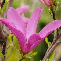 Plant Theory Susan Outdoor Shrub Plant Magnolia Flowering Tree Bush2L Pot 30cm - 40cm in Green