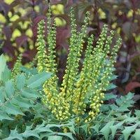 Plant Theory Winter Sun Mahonia Outdoor Shrub Plant Mahonia x Media Garden Plants 2L Pot in Green