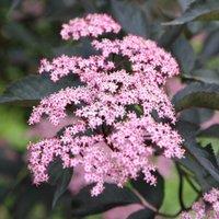 Plant Theory Porphyrophylla Gerda Black Elder Shrub Plant Sambucus Nigra 2L Pot in Green