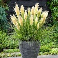 Plant Theory Tiny Pampa Pampas Grass Cortaderia Selloana Outdoor Ornamental Plant 2L Pot in Green