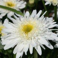 Plant Theory Wirral Supreme Shasta Daisy Perennials Flowering Plant Superbum 2L Pot in Green