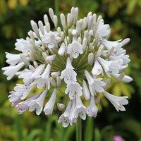 Plant Theory Windsor Grey African Lily Perennials Flowering Plants Agapanthus 2L Pot in Green