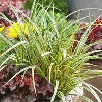 Plant Theory Everglow Sedge Grass Carex Morrowii Boott Outdoor Ornamental Plant 2L Pot in Green