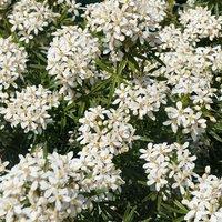 Plant Theory White Dazzler Mexican Orange Blossom Shrub Plant Choisya x Dewitteana 2L Pot in Green