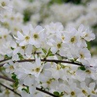 Plant Theory The Bride Pearl Bush Outdoor Shrub Plant Exochorda x Macrantha 2L Pot in Green