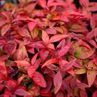 Plant Theory Blush Pink Heavenly Bamboo Shrub Plant Nandina Domestica 2L Pot in Green