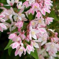 Plant Theory Yuki Cherry Blossom Deutzia Outdoor Shrub Plant Deutzia x Rosea 3L Pot in Green