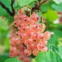 Plant Theory Pinkcurrant Gloire De Sablons Fruit Bush Ribes Rubrum Shrub Plant 3L Pot in Green