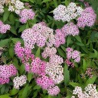 Plant Theory