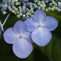 Plant Theory Mariesii Perfecta Outdoor Shrub Plant Hydrangea Macrophylla 2L Pot in Green
