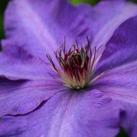 Plant Theory Clematis The President Blue Flowering Vine Climbing Plant 60cm Cane 3L Pot