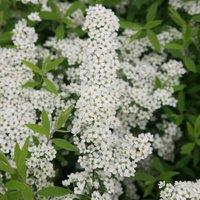 Plant Theory Arguta Bridal Wreath Outdoor Shrub Plant Spiraea 2L Pot in Green