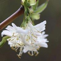 Plant Theory Winter Beauty Winter Honeysuckle Shrub Plant Lonicera x Purpusii 2L Pot in Green
