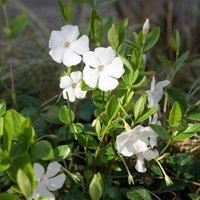 Plant Theory Gertrude Jekyll Lesser Periwinkle Shrub Plant Vinca Minor Alba 2L Pot in Green