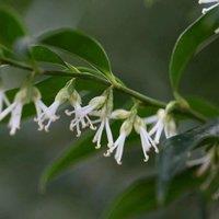 Plant Theory Sweet Box Outdoor Shrub Plant Sarcococca Confusa Garden Tree Bush 2L Pot in Green