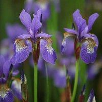 Plant Theory Tropic Night Siberian Iris Perennials Flowering Plants Iris 2L Pot in Green