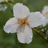 Plant Theory Belle Etoile Mock Orange Outdoor Shrub Plant Philadelphus 2L Pot in Green