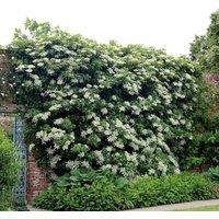 Plant Theory Hydrangea anomala petiolaris White Flowering Vine Climbing Plant - 2L Pot