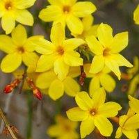 Plant Theory Jasminum nudiflorum Winter Jasmine White Flowering Vine Plant 60cm Cane 3L Pot