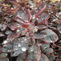 Plant Theory Royal Purple Smoke Bush Outdoor Shrub Plant Cotinus Coggygria 2L Pot in Green
