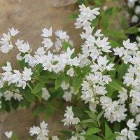 Plant Theory Nikko Deutzia Outdoor Shrub Plant Deutzia Gracilis 2L Pot in Green