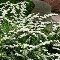 Plant Theory Snowmound Spiraea Outdoor Shrub Plant Spiraea Nipponica 2L Pot in Green