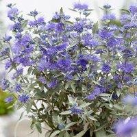 Plant Theory Sterling Silver Bluebeard Shrub Plant Caryopteris x Clandonensis 2L Pot in Green